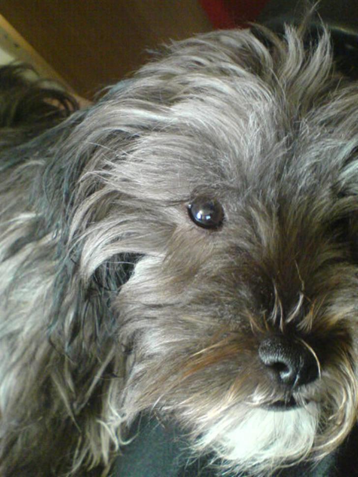 Blanding af racer LhasaPoo -  Frk. Poco billede 9