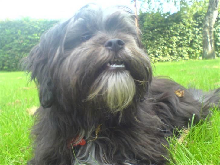 Blanding af racer LhasaPoo -  Frk. Poco billede 10