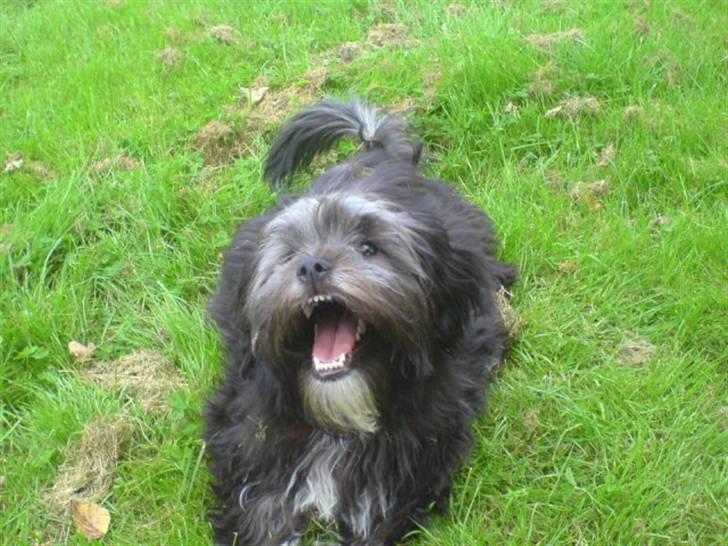 Blanding af racer LhasaPoo -  Frk. Poco billede 11