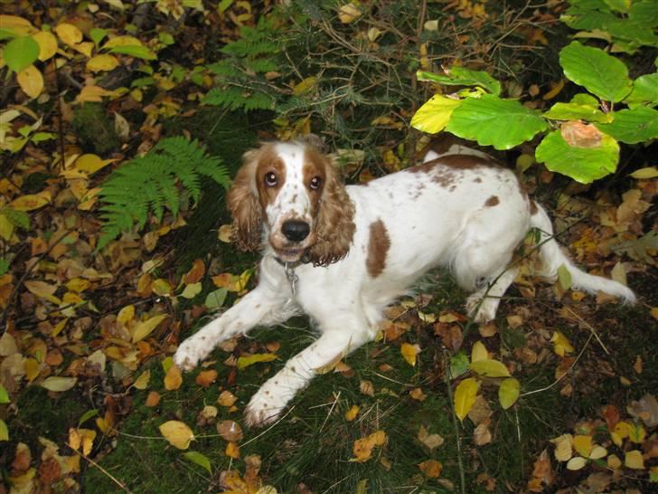 Cocker spaniel <3 Molly <3 - (ny) ´09 Mor siger altså en meget sjov lyd her :) billede 7