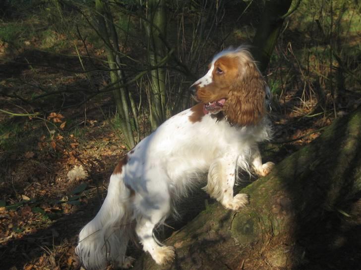 Cocker spaniel <3 Molly <3 - ´08 Venter lige på de andre....de er såååå langsomme  billede 8