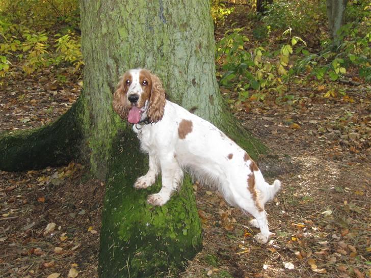 Cocker spaniel <3 Molly <3 - (ny) ´09 Skøøønt at være i nørreskoven!!!!! billede 10