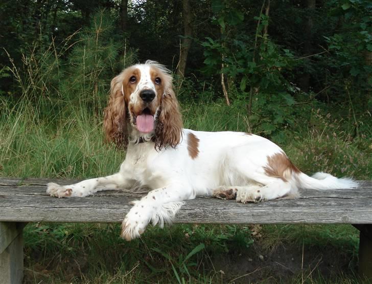 Cocker spaniel <3 Molly <3 - ´07 Afslapning skal også til på en gåtur:) billede 11