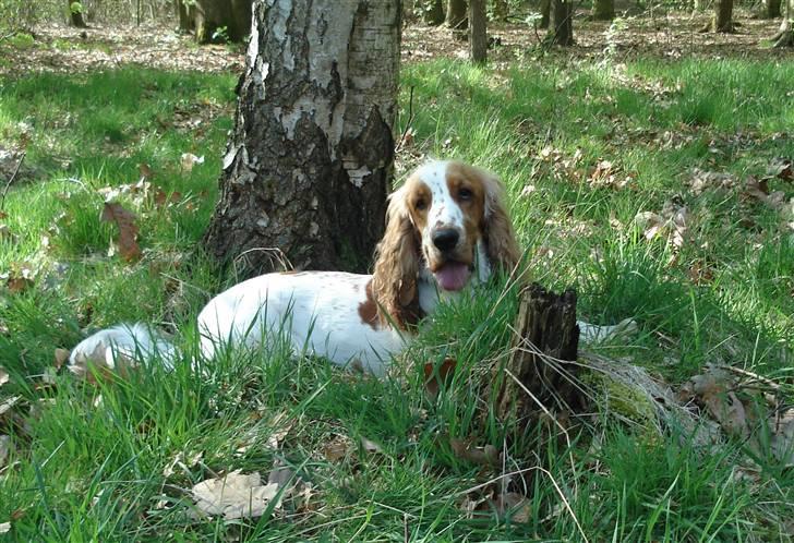 Cocker spaniel <3 Molly <3 - ´08 Uha det er dejligt det her en plads i det dejlige kølige græs i skyggen...skøøønt siger jeg dig billede 12