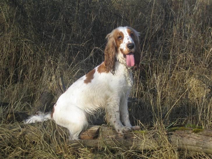 Cocker spaniel <3 Molly <3 - ´08 Det er bare så dejligt at være ude og gå på markerne:) billede 13