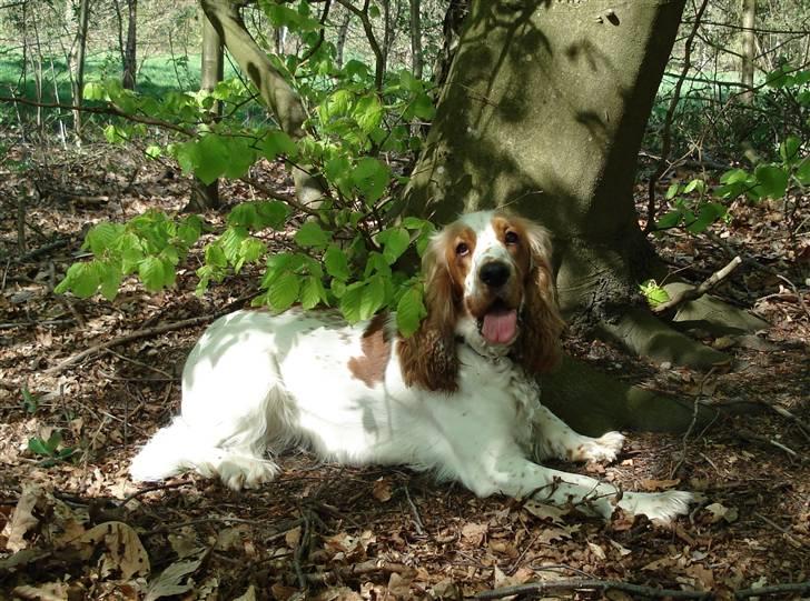 Cocker spaniel <3 Molly <3 - ´08 Kan man ikke bare se på mig hvor glad jeg er for at være i skoven:) billede 15