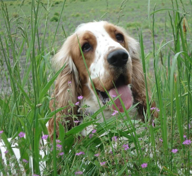 Cocker spaniel <3 Molly <3 - ´07 Tager en slapper i græsset...vi er på en tur der er 6 km lang billede 16