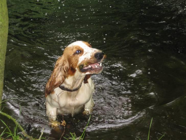 Cocker spaniel <3 Molly <3 - ´06 Har jeg nævnt at jeg eeelsker vand billede 18