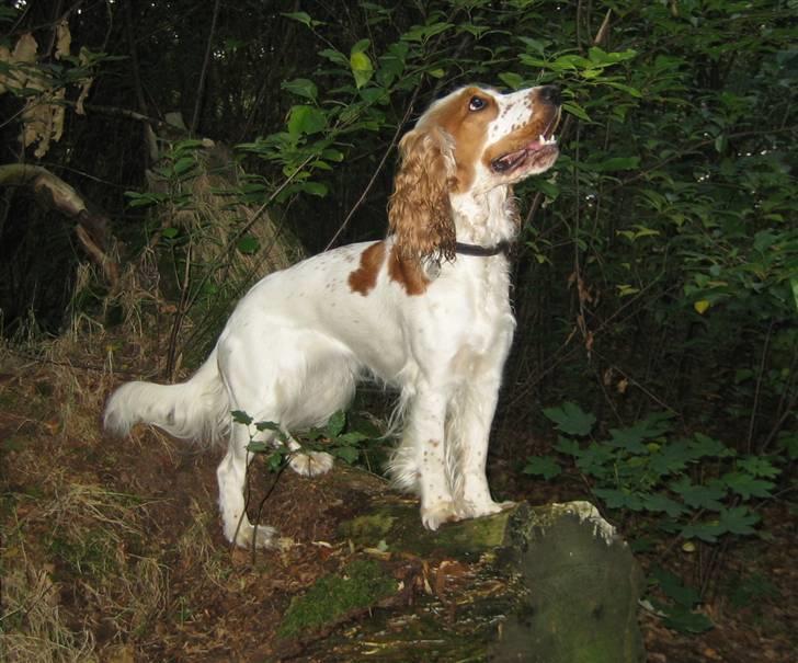 Cocker spaniel <3 Molly <3 - ´07 uha alt dufter jo så godt her i skoven... billede 19