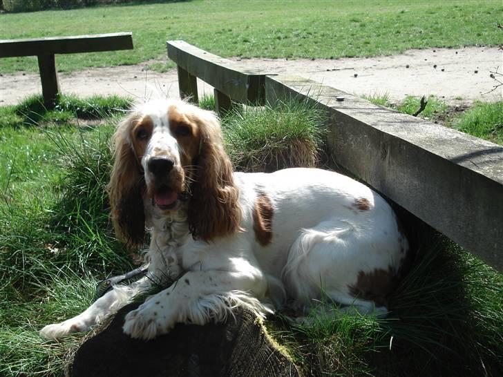 Cocker spaniel <3 Molly <3 - ´08 Sidste billede inden vi skal hjem mor....har været i Nørreskoven hele dagen så nu er jeg altså træt. billede 20