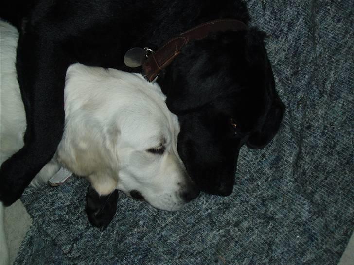 Golden retriever Kena billede 10