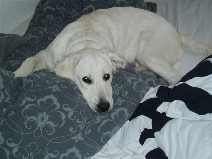 Golden retriever Kena - Se hvor jeg hygger i sengen billede 11
