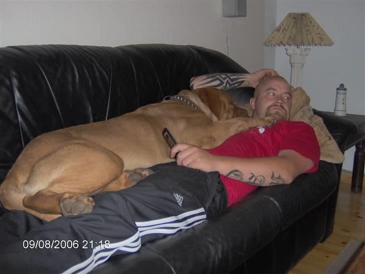 Dogue de bordeaux Tira billede 1