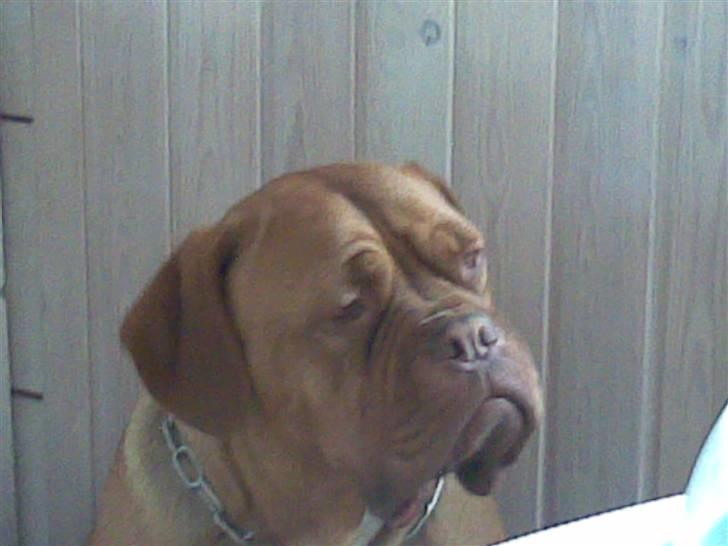 Dogue de bordeaux Tira billede 2