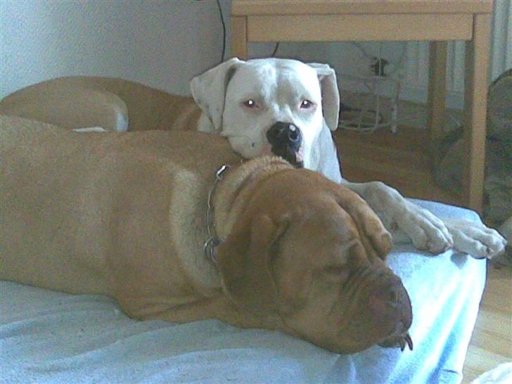 Dogue de bordeaux Tira billede 3