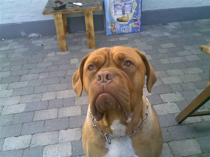 Dogue de bordeaux Tira billede 4
