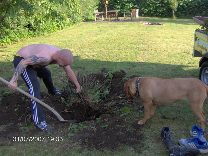 Dogue de bordeaux Tira billede 5