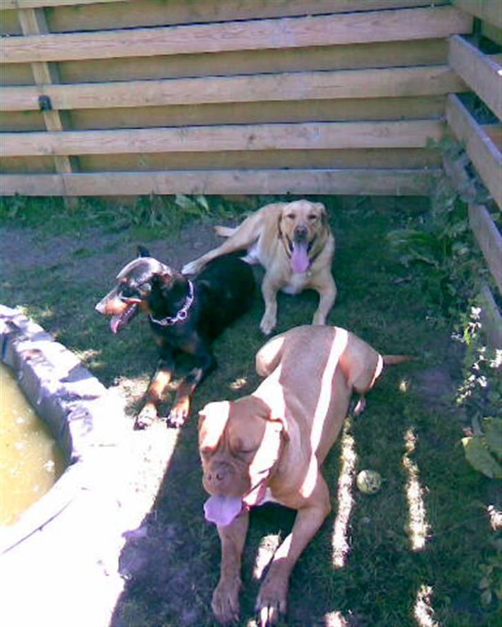 Dogue de bordeaux Tira billede 6