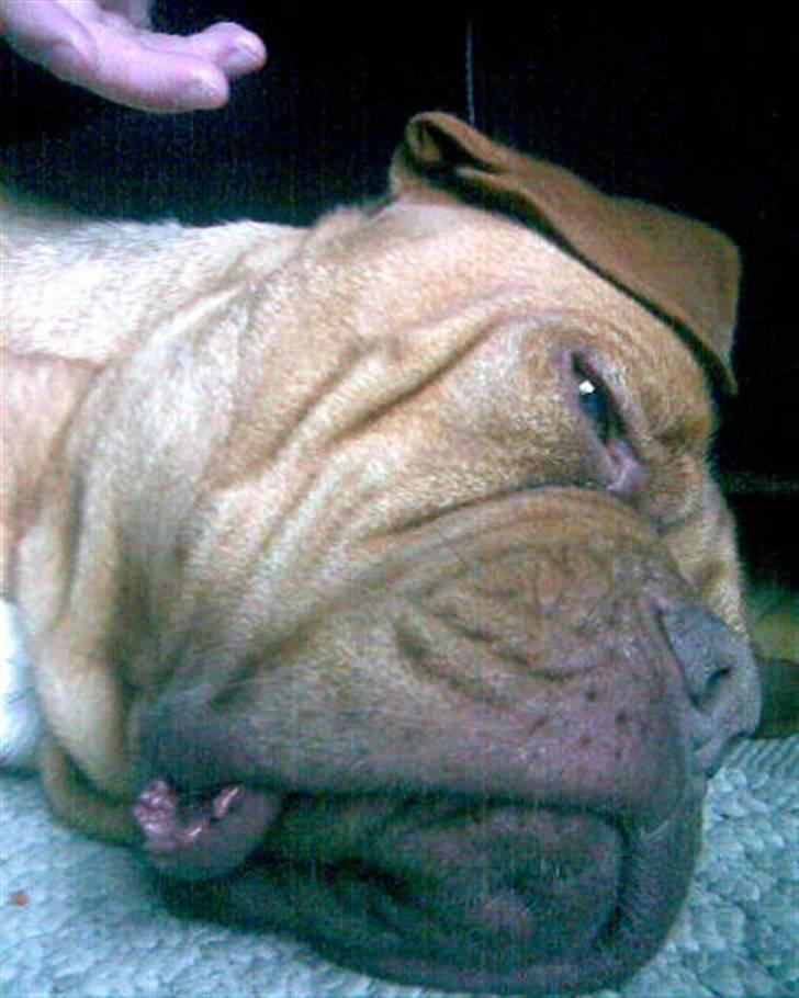 Dogue de bordeaux Tira billede 7