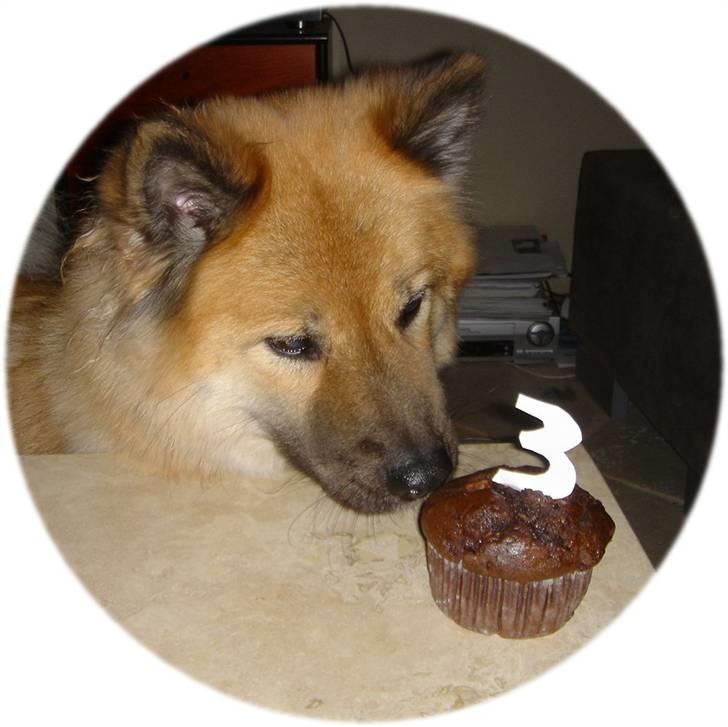 Eurasier Tacia - Taica 3 år billede 11