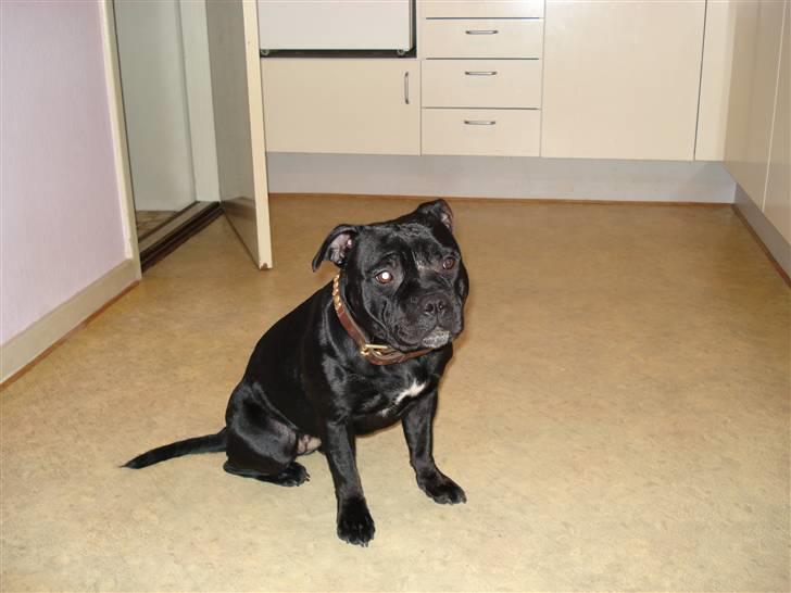 Staffordshire bull terrier nala    billede 17