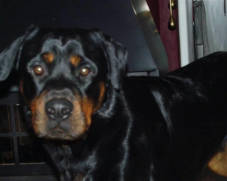 Rottweiler Rollo er død af kræft. billede 11