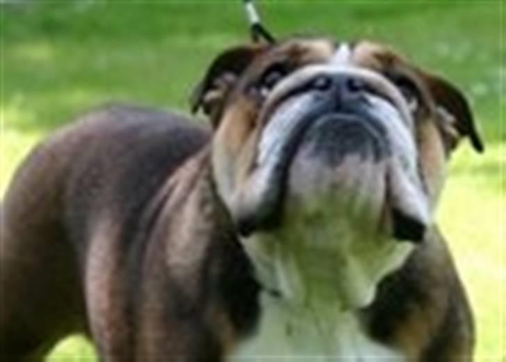 Engelsk bulldog Qupios African Golden Gab - Til Skue i Vadum - kontrol over situationen! billede 2
