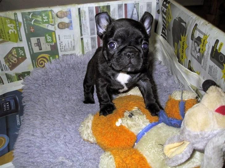 Engelsk bulldog Qupios African Golden Gab - Jamen, det er jo min nye "lillesøster" Elaine... billede 4