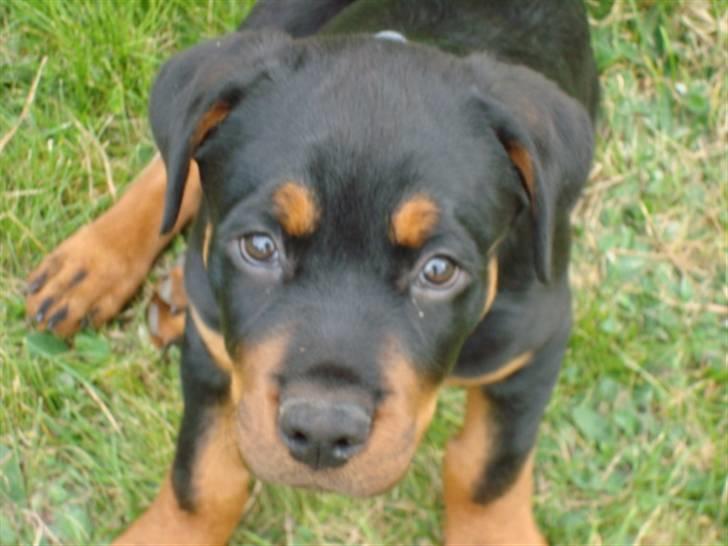Rottweiler Buster - hej hej.. jeg er buster :) billede 1