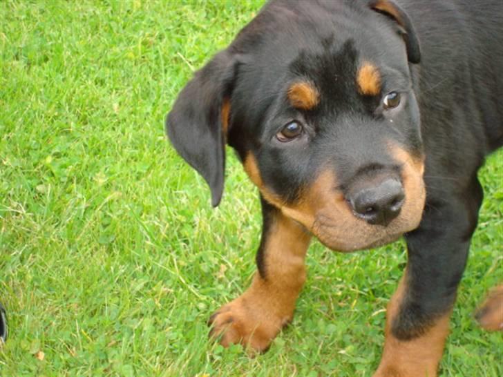 Rottweiler Buster - hvad??? billede 2