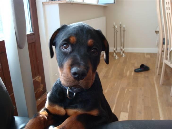 Rottweiler Buster - tit tit... billede 3