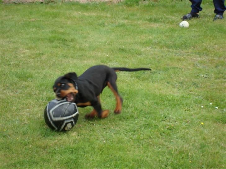 Rottweiler Buster - se selv, jeg kan da satens fange bolden billede 4