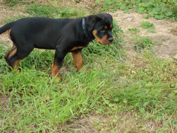 Rottweiler Buster - Gemmer der si noet i græsset?? billede 5