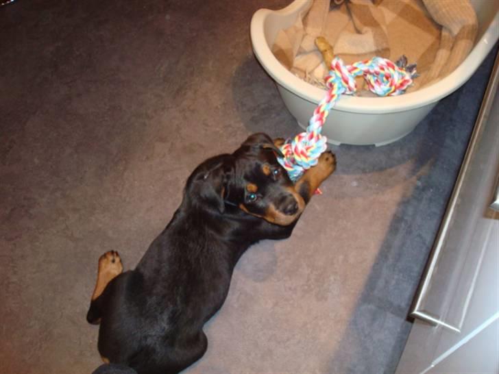 Rottweiler Buster - ville du noget?? billede 6