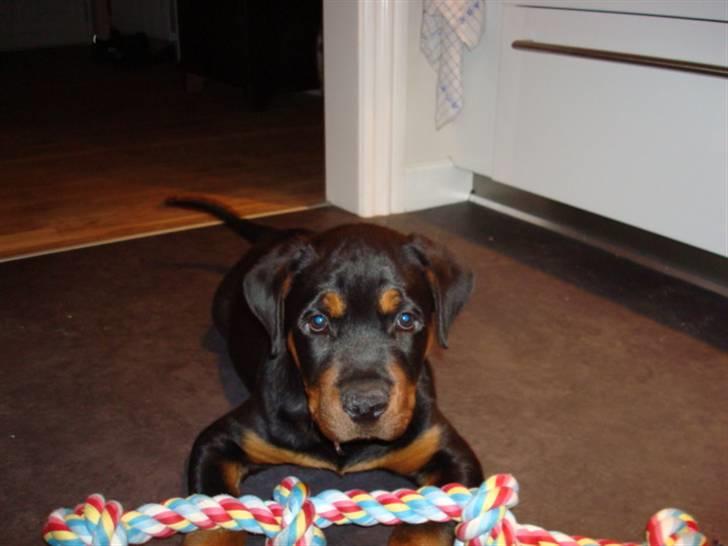 Rottweiler Buster - se hvad jeg har fået :) billede 7