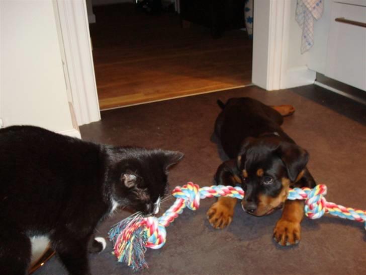 Rottweiler Buster - misse hold di væk billede 8