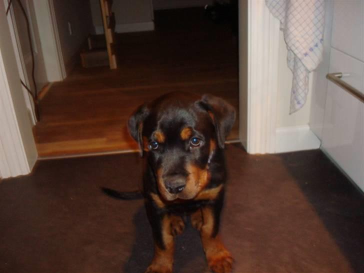 Rottweiler Buster - var der noget du ville?? billede 9