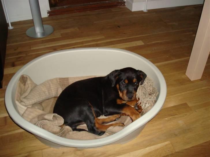 Rottweiler Buster - putte tid billede 10
