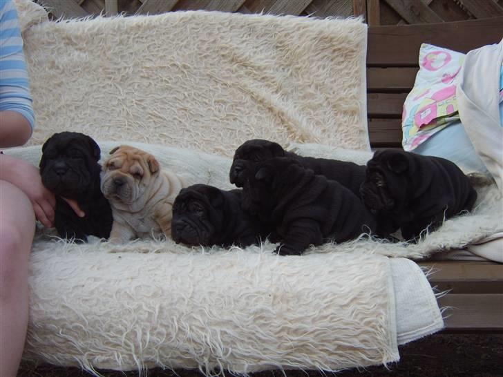 Shar pei Tequila *DØD* - Tequilas søskende billede 13