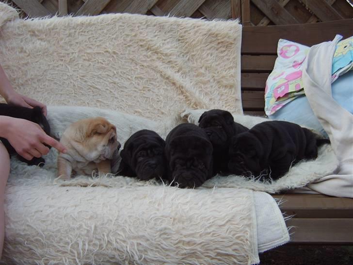 Shar pei Tequila *DØD* - Her er Tequilas søskende billede 14