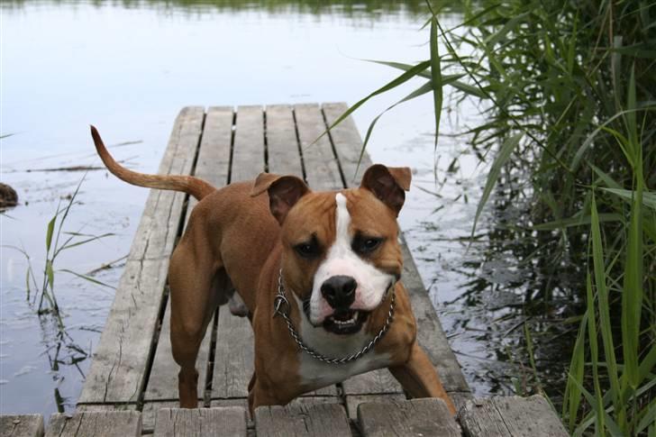 Blanding af racer Macho billede 15