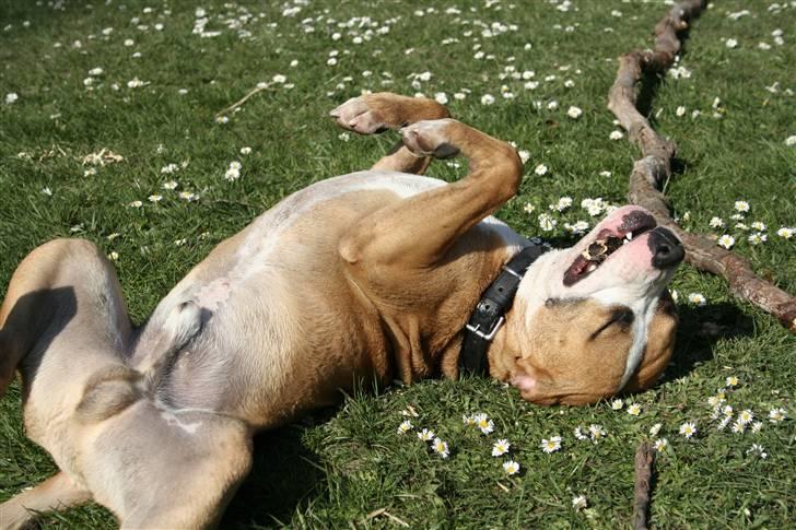 Blanding af racer Macho billede 16