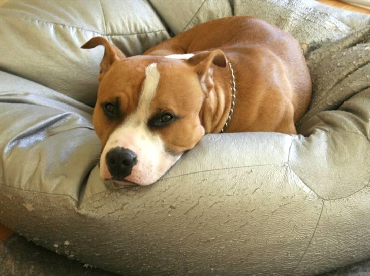 Blanding af racer Macho billede 17