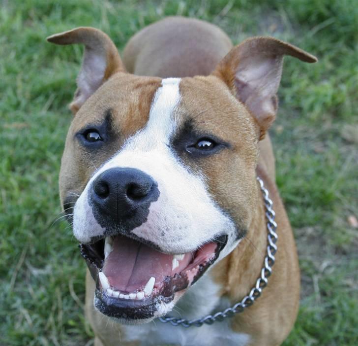 Blanding af racer Macho billede 18