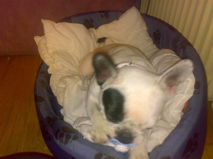 Fransk bulldog mini - elsker min sut billede 7