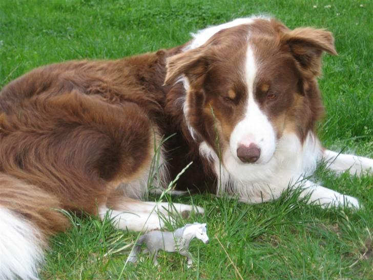 Border collie Olly  - nejjj en sød hest siger han:) billede 13