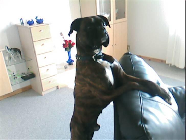Boxer bølle billede 1