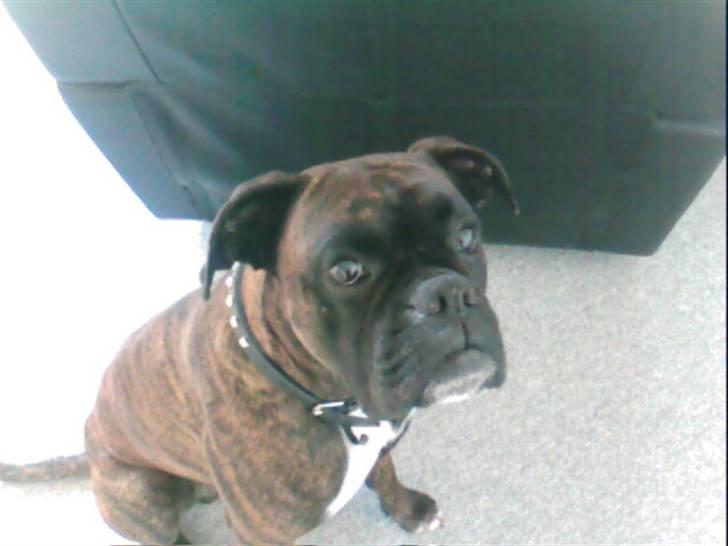 Boxer bølle billede 2