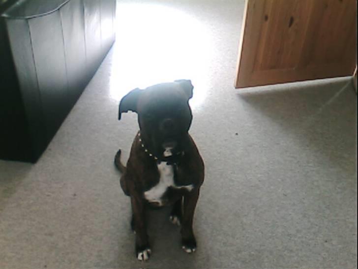 Boxer bølle billede 5