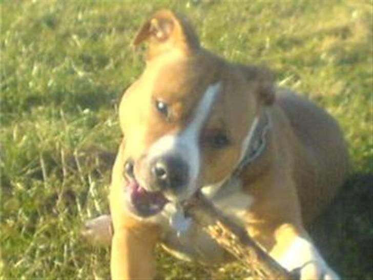 Amerikansk staffordshire terrier Baloo - Du  får ikke min pind.. billede 6
